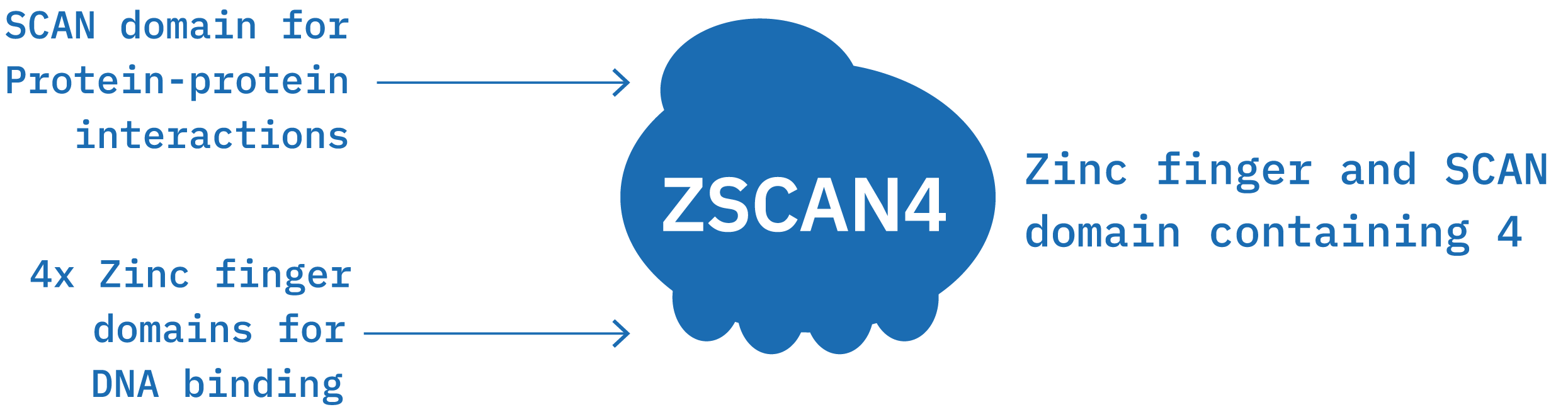 ZSCAN4